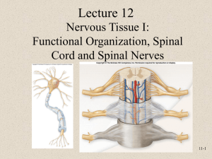 Functional Organization of Nervous Tissue