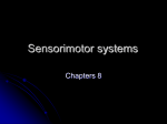 The Sensorimotor System