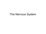 Nervous System Part 4
