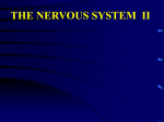 nervous system text b - powerpoint presentation