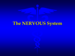 Unit 6 Nervous System