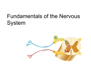 Lecture 12 - Fundamentals of the Nervous System
