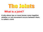 02-Joints_&_Nerves2008-10