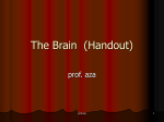The Brain (Handout)