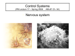 Nervous System