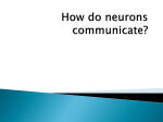 How do neurons communicate?