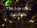 The Nervous System