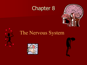 Ch 8 Neurons and Network properties part-1