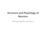 Structure and Physiology of Neurons
