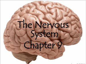 Nervous System ppt