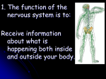 The Nervous System