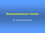Lect-3-Sensory cortex-Dr.Zahoor2010-10