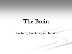 Brain Anatomy