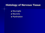 Nervous Tissue: Support Cells