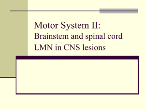 Motor System II: Brainstem and spinal cord LMN in CNS lesions