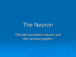 The Neuron_smetak