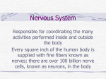 Chp.6 Nervous System