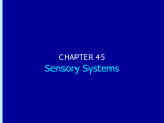 Chapter 45: Sensory Systems