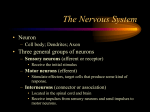 The Nervous System