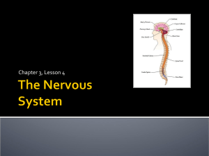 Nervous System - Garnet Valley