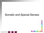 7-1 The Special Senses