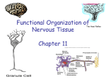 Functional Organization of Nervous Tissue Chapter 11