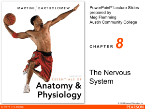 Nervous system notes