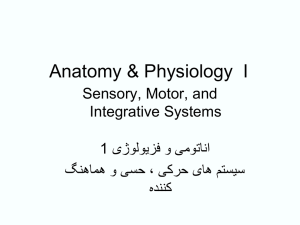 Anatomy & Physiology I