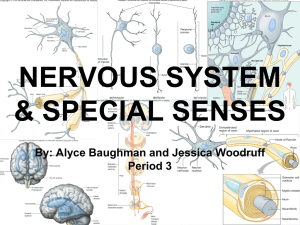 NERVOUS SYSTEM & SPECIAL SENSES