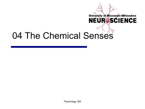 04 Chemical Senses