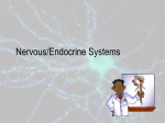 Ner endo - ScienceWithMrShrout