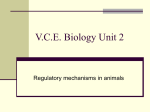 Chp 15 Homeostasis in Animals