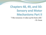 Chapter 49 and 50 Presentations-Sensory and Motor Mechanisms