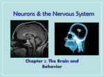 Neurons & the Nervous System