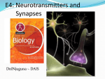 E4 - Neurotransmitters and Synapses - IBDPBiology-Dnl