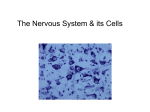 Cells of the Nervous System