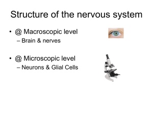 Cells of the Nervous System