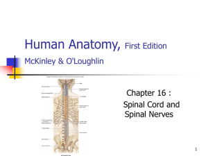 Spinal Cord and Spinal Nerves