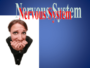 Intro Nervous System and Neurons