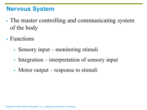 Nervous System - Princeton ISD