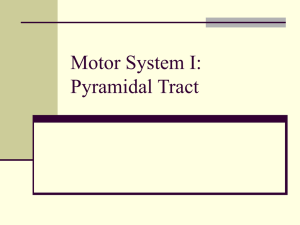Motor System I: The Pyramidal Tract