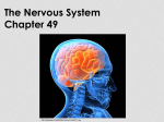 Ch. 49 Nervous system-2012