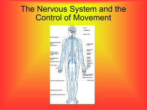 Central and Peripheral nervous systems