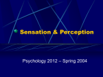 Sensation & Perception