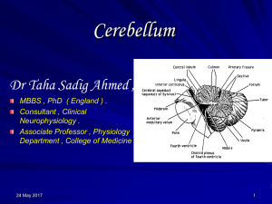 cerebellum student copy 2010