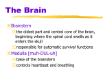 Brain