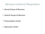 Nervous Control of Respiration