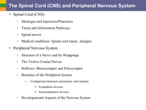 Nerve activates contraction