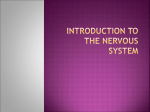 Introductory Assignment to the Nervous System