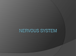Nervous System - Cloudfront.net